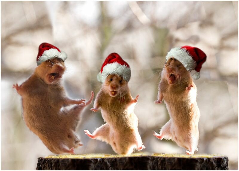 Рождественские хомяки. Фото прикол Рождественские хомяки. Фото прикол